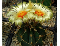 Astrophytum senile v.aureum - 5 семян