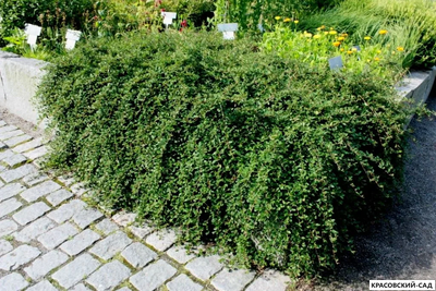 Кизильник Стокгольм - Skogholm