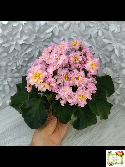 РМ-Яринка (Н. Скорнякова) 2021 г.