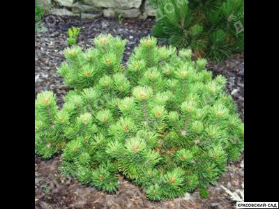 Сосна горная Петерле - Peterle