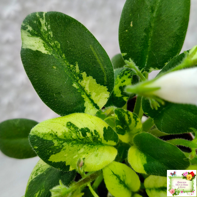 ГЕА-Я Подарю Вам Ландыши химера по листу трейлер