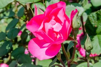 Цикламен (Cyclamen ), Delbard-Chabert,