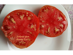 Томат Добрая Фея (Bonne Fee , Франция)