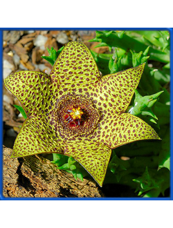 Orbea verrucosa ES 4153