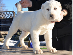 Кобель 5. ЖИЛЛЕЗАР. Продан Челябинская обл.