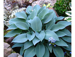 Хоста  Халцион (Halcyon)