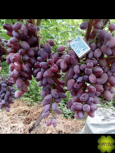 ВИНОГРАД "БАЙКОНУР" (очень вкусный и неприхотливый)
