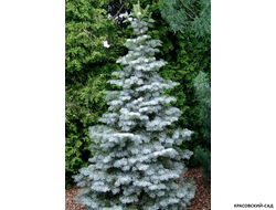 Пихта одноцветная Арчел Дварф - фото в саду - красовский-сад.рф