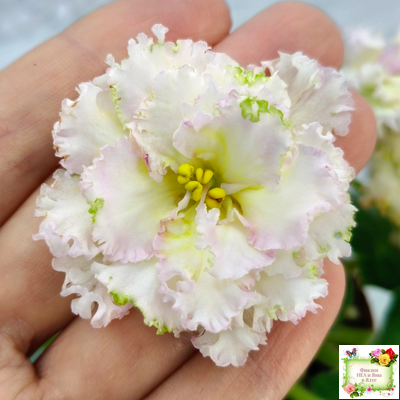 ЛЕ-Злато Скифов (Е. Лебецкая) 2015 г. (лист укоренённый)