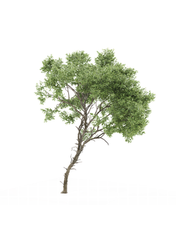 лиственные Акация смешанная Acacia confusa 01 04