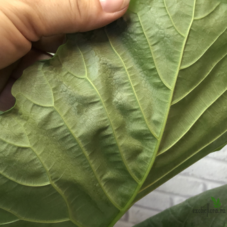 Фикус Умбеллата / Ficus Umbellata