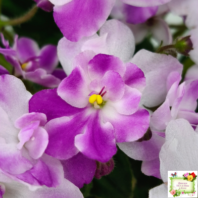 LV-Кирюша (Л. Шевелева) 2022 г. трейлер (клакамас)