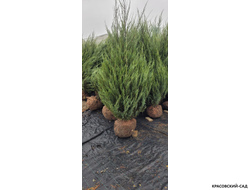 Можжевельник Фишт - Fischt