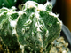Astrophytum  (MY x ASRF) x MY HAKUJO FUKURYU RAMPO  (D=30-35 mm) 4