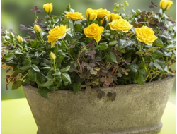 БОРДЮРНЫЕ, ПАТИО, СПРЕЙ РОЗЫ