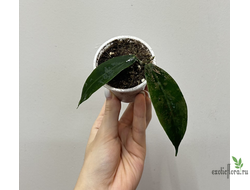 24/07/2025 ⁠Hoya Megalaster Long Life