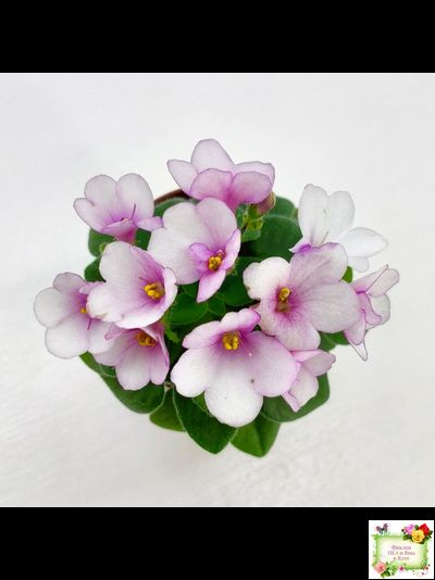 ЛЕ-Колибри (Е. Лебецкая) (3 листа посажены в 1 стак. 20.10.25)