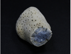 Коралл голубой Акори, Австралия (21*17*15 мм, 2,8 мм) №24728