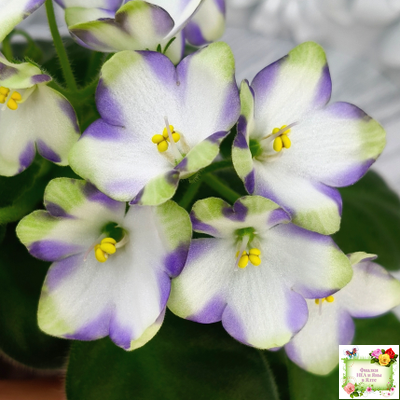 Марина Цветаева (А.Басенина) 2017 г. химера (сорт укоренённый пасынок)