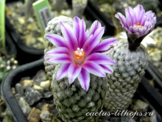 Turbinicarpus valdesianus - 5 семян