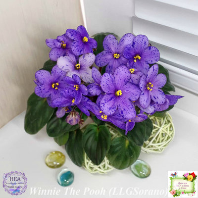 Winnie The Pooh (LLG/Sorano) (клакамас)