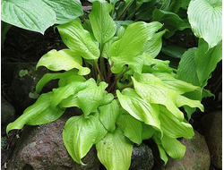 Хоста Mango Salsa