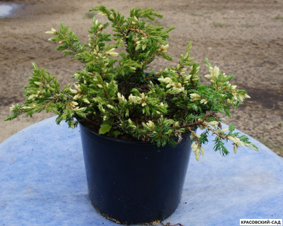 Можжевельник обыкновенный Спотти Спайдер