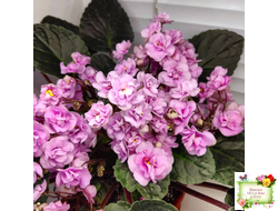 Dresden Doll (P. Harris) (7259) 11/24/1989 трейлер