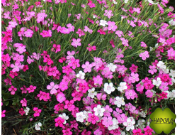 ГВОЗДИКА ТРАВЯНКА (расцветки уточняйте)