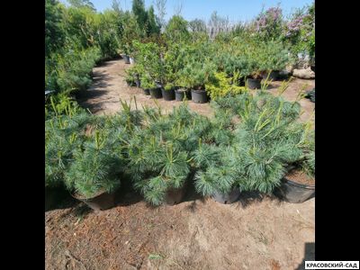 Сосна стланиковая Глаука кедровая - Pinus pumila glauca