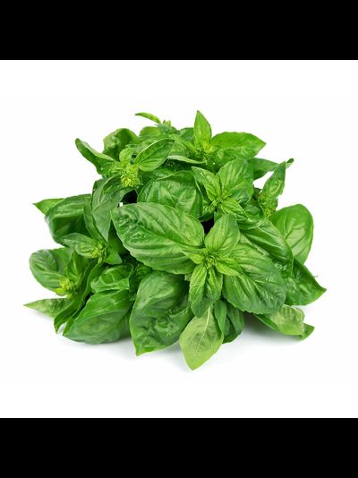 Базилик зеленый пучок