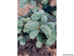 Ель Шовенхорст - фото хвои - красовский-сад.рф