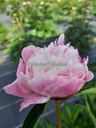 Paeonia Menuet