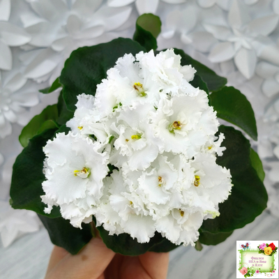 ML-Облако в Горах (Miniviolets Lux) 2022 г. (лист посажен 25.01.26)