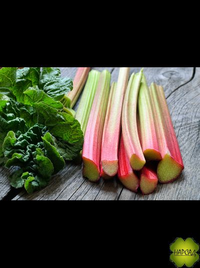 РЕВЕНЬ Рассада