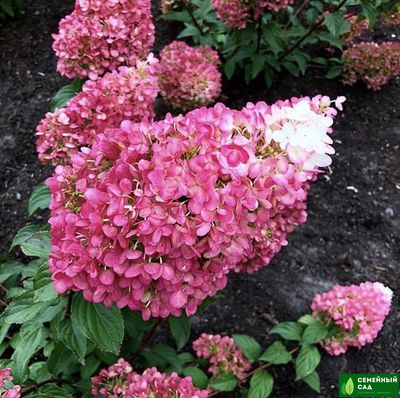 Гортензия метельчатая &quot;Strawberry blossom&quot; (Строберри Блоссом)