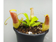 Непентес Евстахья х Грацили | Nepenthes eustachya x gracilis