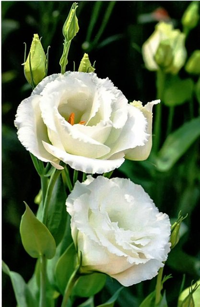 Набор вайнеров и каттеров "Эустома "