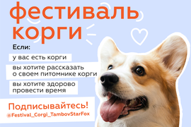 Фестиваль корги. Собачья жизнь корги. Корги упал. Фестиваль корги в спб 6 ноября. Фестиваль корги спб 2024.