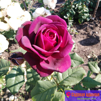 Графин фон Хандерберг (Grafin von Hardenberg)