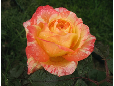 Марвел роза