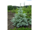 Ель колючая Глаука (Picea pungens Glauca) (30-40/3л)