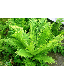 Страусник обыкновенный