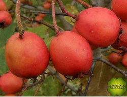 БОЯРЫШНИК "АРНОЛЬДА" (ЛЕКАРСТВЕННЫЙ, КРУПНЫЙ)