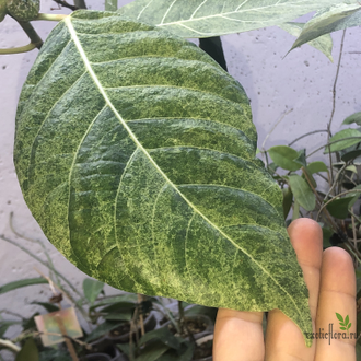 Ficus septica "gold splash" / фикус септика голд сплеш
