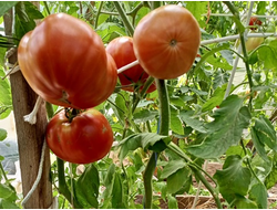 Томат Летя (Rosii de Letea), Румыния