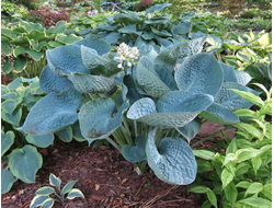 Хоста Love pat, C2