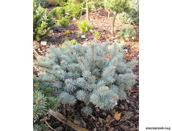 Ель колючая Рифли - Rifle