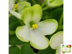 Mac's Misty Meadow (G.McDonald)