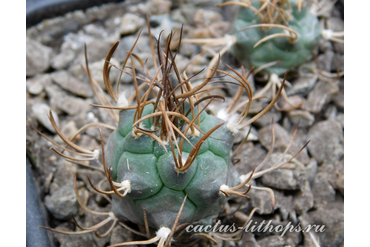 Turbinicarpus macrochele